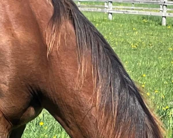broodmare Georgia Z (Zangersheide riding horse, 2021, from Gopura xx)