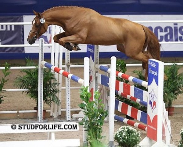 stallion Un Caprice Dechalusse (Selle Français, 2008, from Quaprice Z)