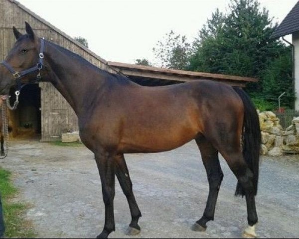 horse Carl Ludwig (Rhinelander, 2008, from Contendro I)