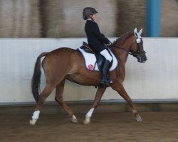 dressage horse Asti (German Riding Pony, 1995)