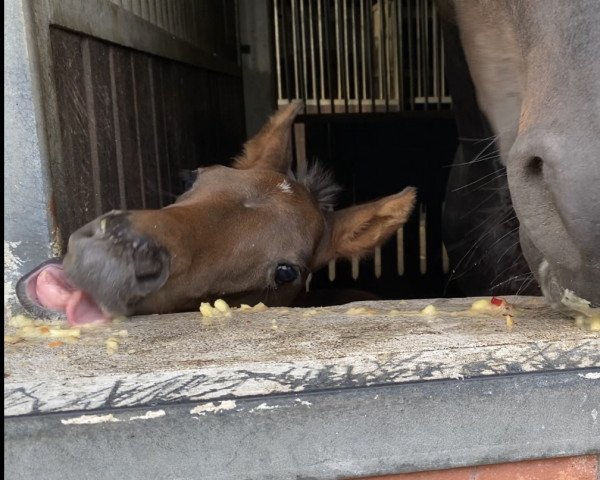 horse Duke of Damsey MSH (Swiss Warmblood, 2022, from Damsey FRH)