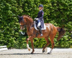 Dressurpferd Superstar NRW (Westfale, 2010, von Sunday)