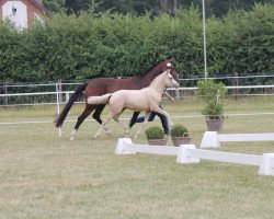 Zuchtstute Holly AW (Deutsches Reitpony, 2021, von Diamond Touch NRW)
