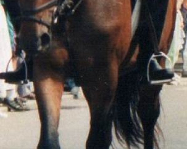 horse Dschingis Chan (Württemberger, 1986, from Dekan)