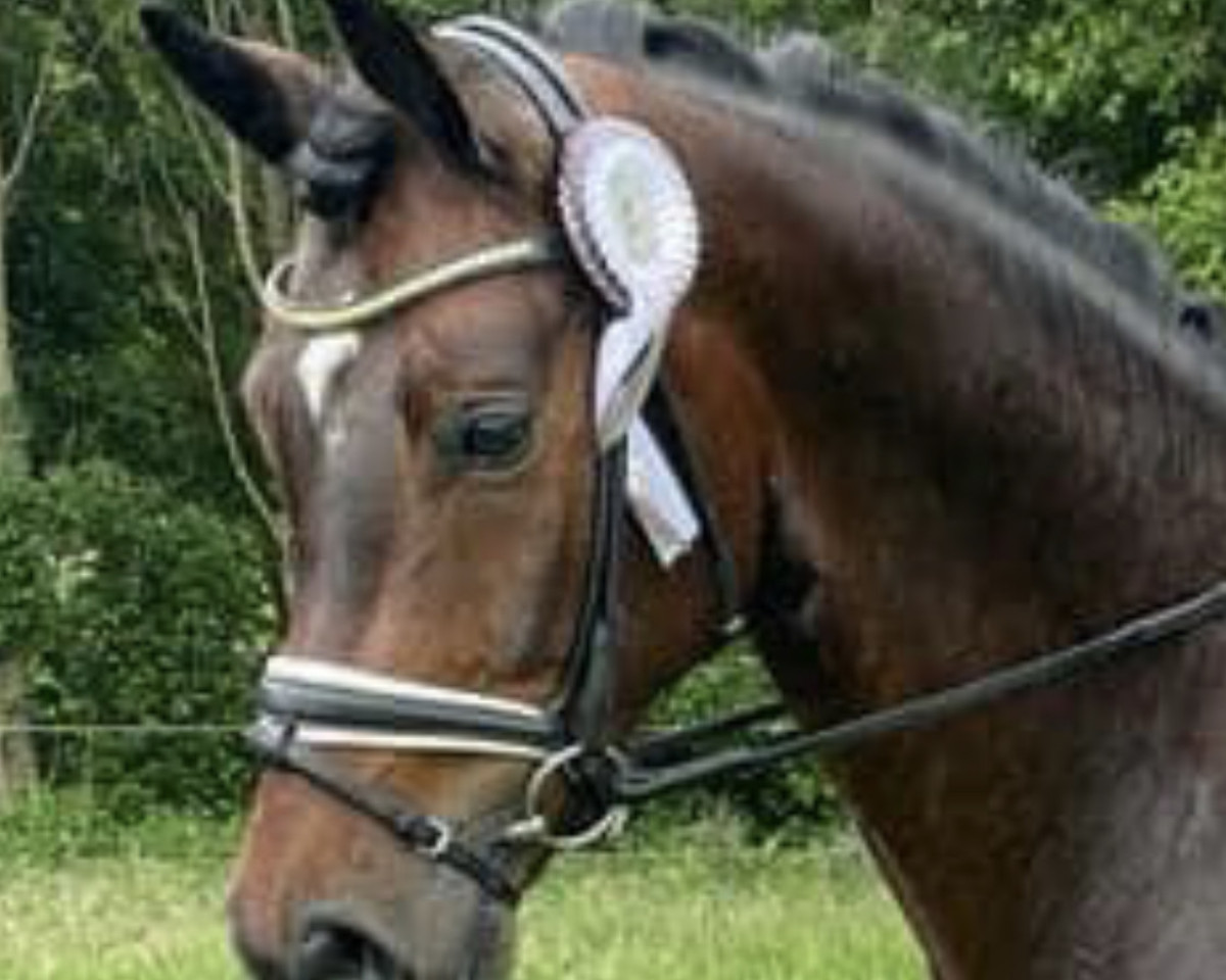 dressage horse Fulminant B (Oldenburg, 2017, from Franz Ferdinand)