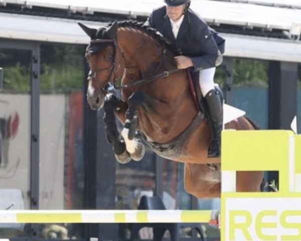 jumper Cornet's Blue (Oldenburg show jumper, 2013, from Cornet’s Balou)