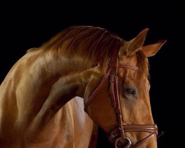 dressage horse Felia Bella (Oldenburg, 2009, from Fidertanz)