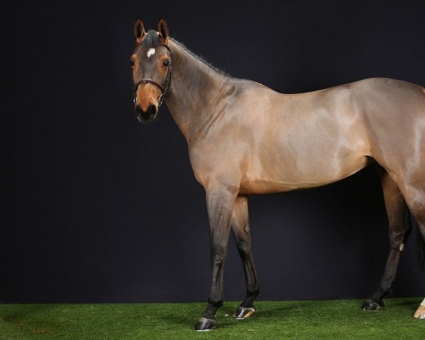 broodmare Antigua de Nantuel (Selle Français, 2010, from Untouchable M)