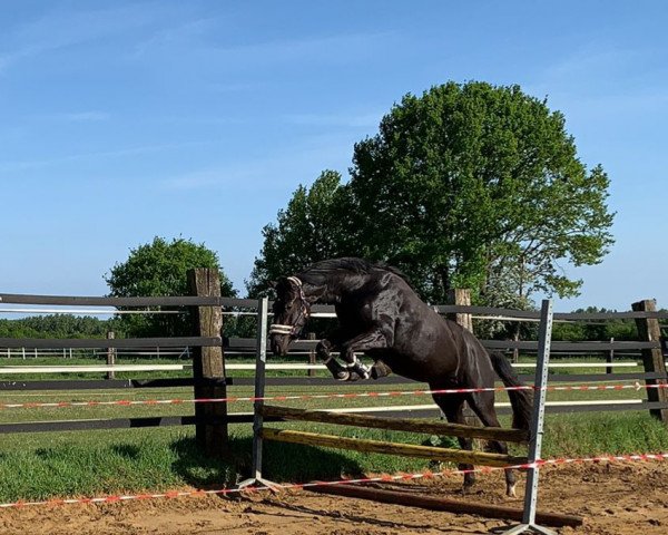 horse Amira La Vie SN (Westphalian, 2020, from Alaba 2)