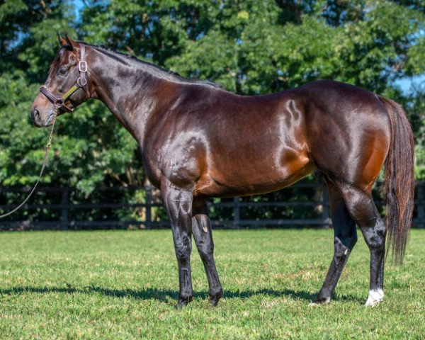 Deckhengst Exceedance xx (Englisches Vollblut, 2016, von Exceed And Excel xx)