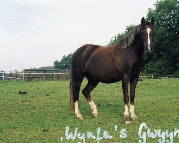 broodmare Wynfa's Gwynneith' (Welsh-Pony (Section B),  , from Gold'n Hamriks Calypso)