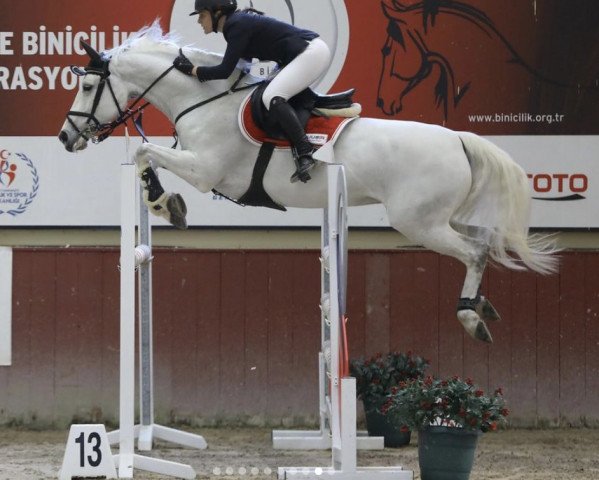 jumper Hedartier (KWPN (Royal Dutch Sporthorse), 2012, from Zambesi TN) jumper Hedartier (KWPN (Royal Dutch Sporthorse), 2012, from Zambesi TN)