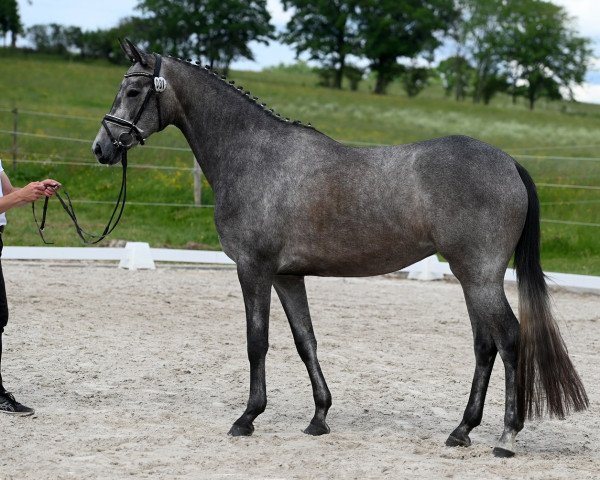 broodmare Santa Fiamma (Westphalian, 2019, from In Versuchung)