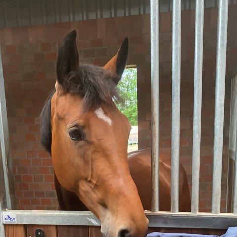 horse Coole Deern 3 (Oldenburg, 2016, from Cayado 3)