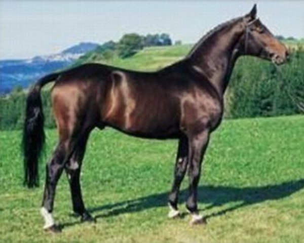 stallion Wettruf (Württemberger, 1982, from Wettstreit) stallion Wettruf (Württemberger, 1982, from Wettstreit)