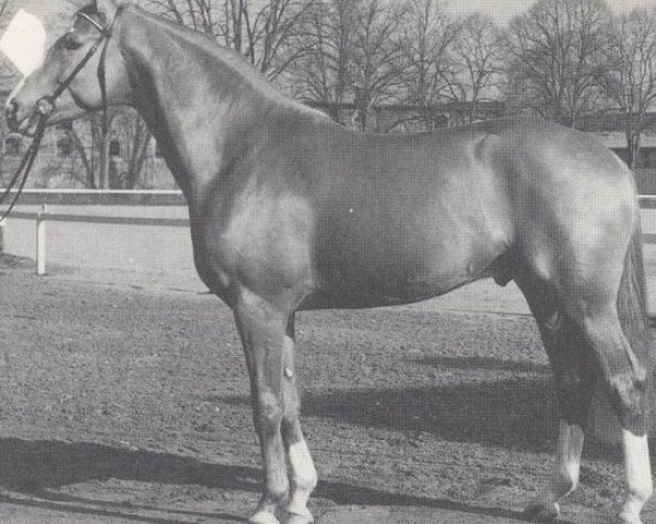 Deckhengst Pierot I (Westfale, 1987, von Pilot) Deckhengst Pierot I (Westfale, 1987, von Pilot)