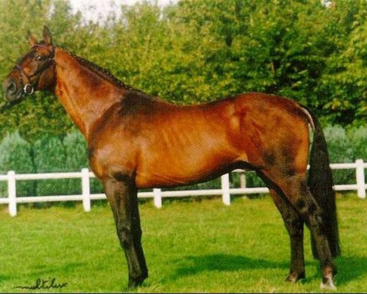 Deckhengst Saygon (Belgisches Warmblut, 1972, von Alcanar xx)