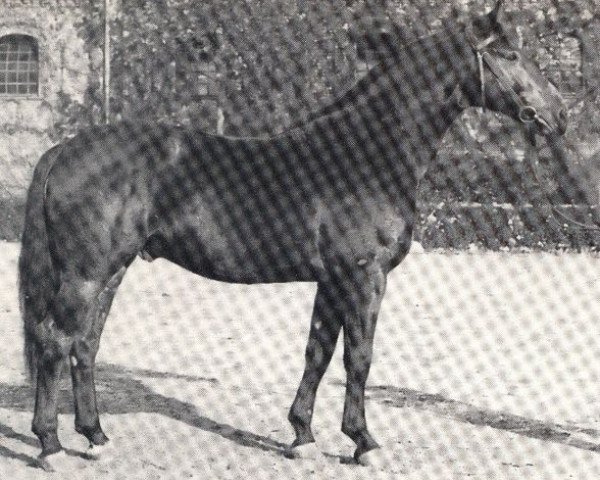 Deckhengst Frühlingsduft I (Westfale, 1964, von Frühling)