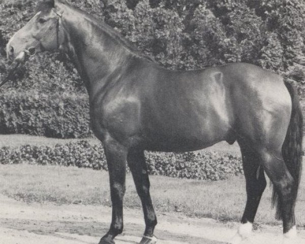 Deckhengst Douglas 1885 (Westfale, 1970, von Dorado I)