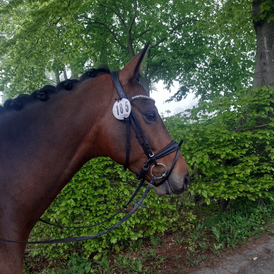 Springpferd Quintaro van de Helle (Belgisches Warmblut, 2016, von Chellano II)