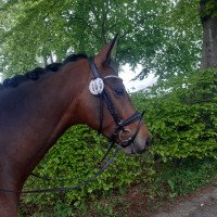 Springpferd Quintaro van de Helle (Belgisches Warmblut, 2016, von Chellano II)