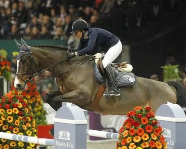 jumper Uptown Boy (KWPN (Royal Dutch Sporthorse), 2001, from Odermus R)