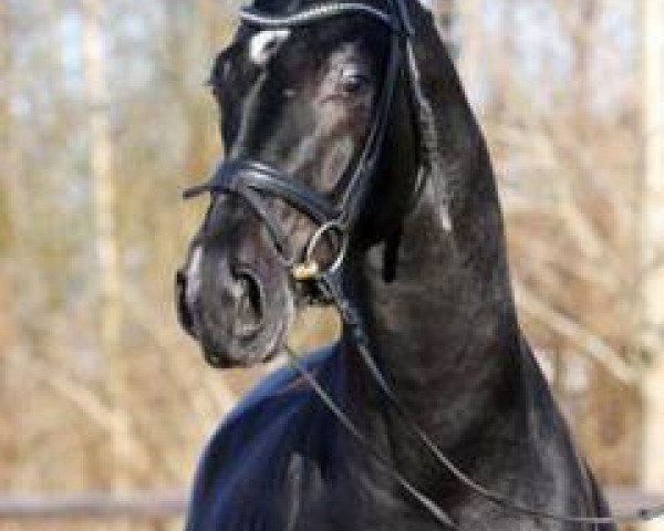 horse Uno Don Diablo (Hanoverian, 2005, from Don Schufro)