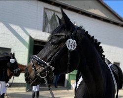 dressage horse Valencia E (Hanoverian, 2014, from Viscount 22)