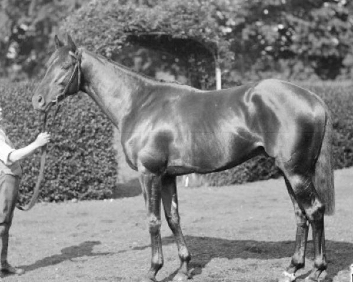 stallion Grand Parade xx (Thoroughbred, 1916, from Orby xx)