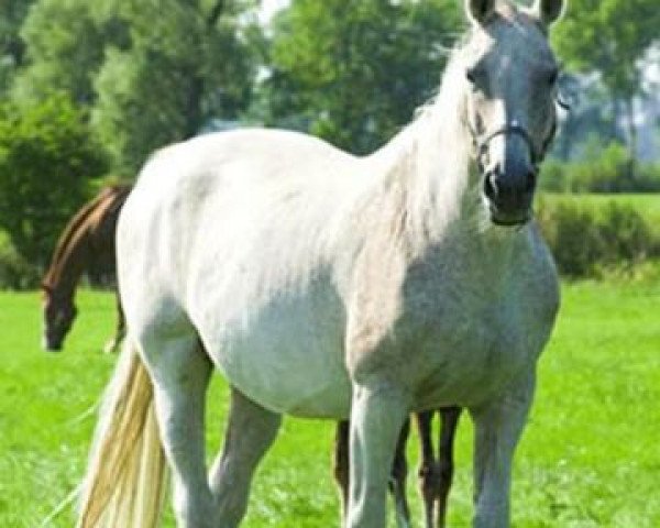 broodmare Fureida 2 (Oldenburg, 1985, from Godehard)