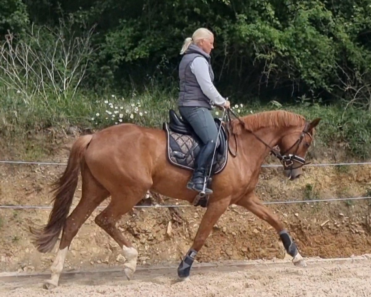 dressage horse Finally Found You (Oldenburg, 2018, from Fürst Romancier)