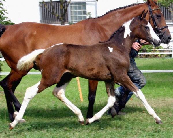 horse Princess (Oldenburg, 2009, from Semper)