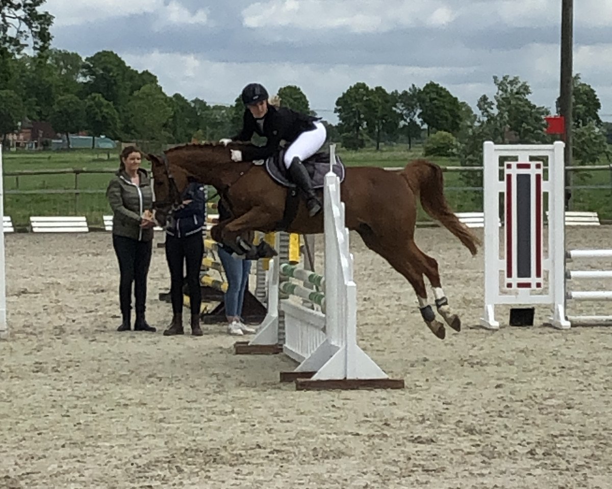 Springpferd Collmar B (Deutsches Reitpony, 2011, von FS Cracker Jack)