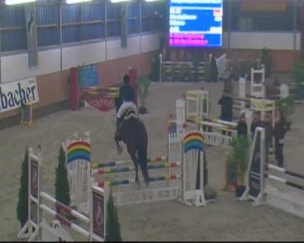 Springpferd Weltgraaf (KWPN (Niederländisches Warmblut), 2003, von Burggraaf)