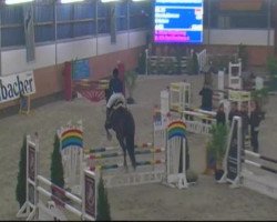 jumper Weltgraaf (KWPN (Royal Dutch Sporthorse), 2003, from Burggraaf)