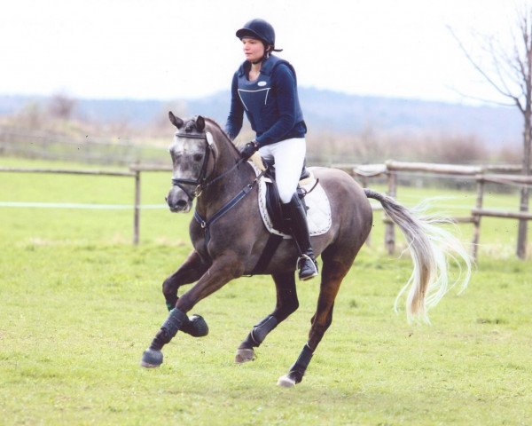 Springpferd Proud Flash HH (Deutsches Reitpony, 2005, von Potter)