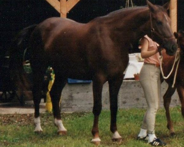 broodmare Kaifa (Württemberger, 1981, from Kalauer)