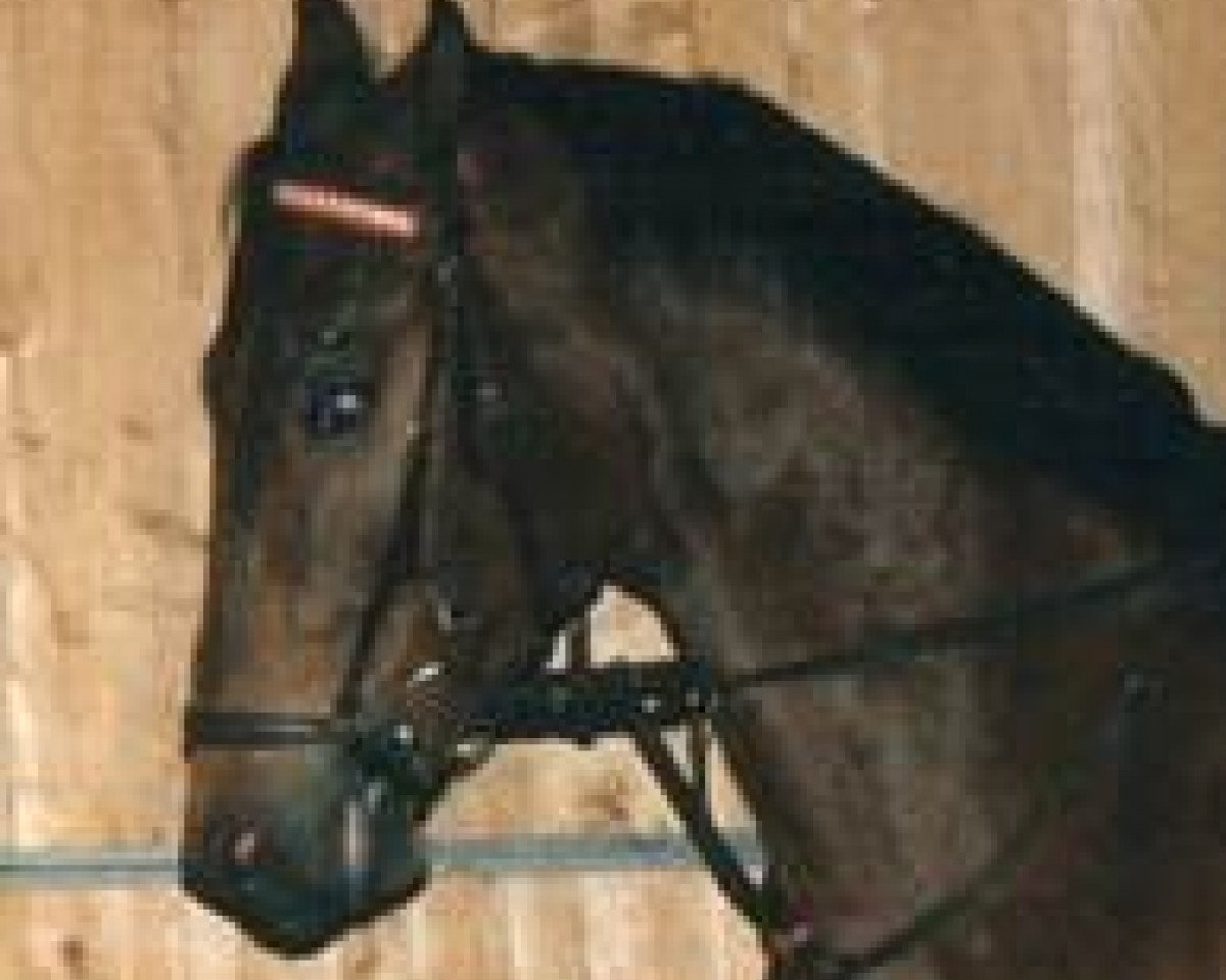 Koń Kerry (Wirtemberski, 1983, od Kalauer)