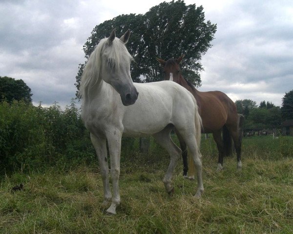broodmare Graczia ox (Arabian purebred, 1991, from Ibn Halima ox)