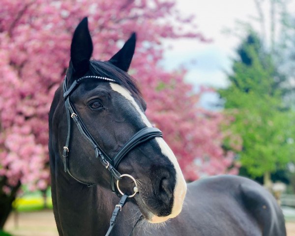 dressage horse Highfly 3 (Alt-Oldenburger / Ostfriesen, 2008, from Edino)