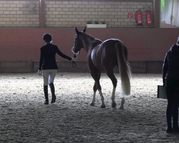 Reitturnier Hellefeld 2022