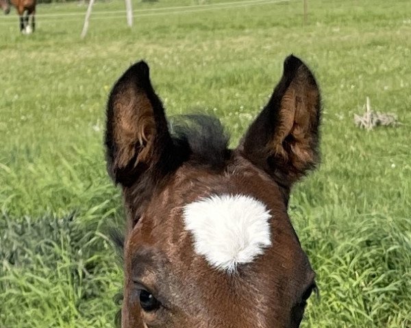 Deckhengst Cassiodor II Z (Zangersheide Reitpferd, 2022, von Caballus Z)