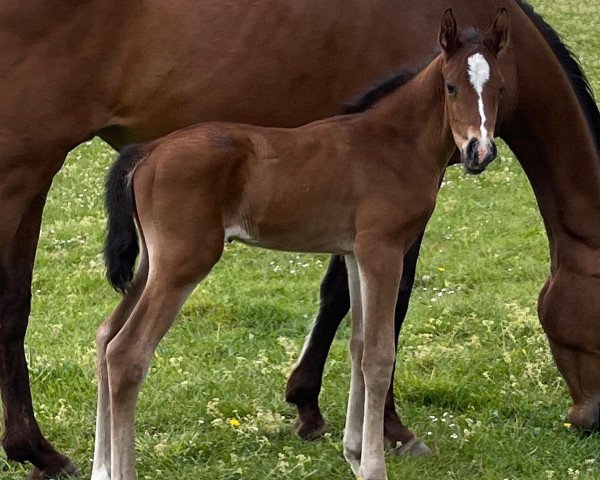 Deckhengst Heron Z (Zangersheide Reitpferd, 2022, von Heart-Throb BS)