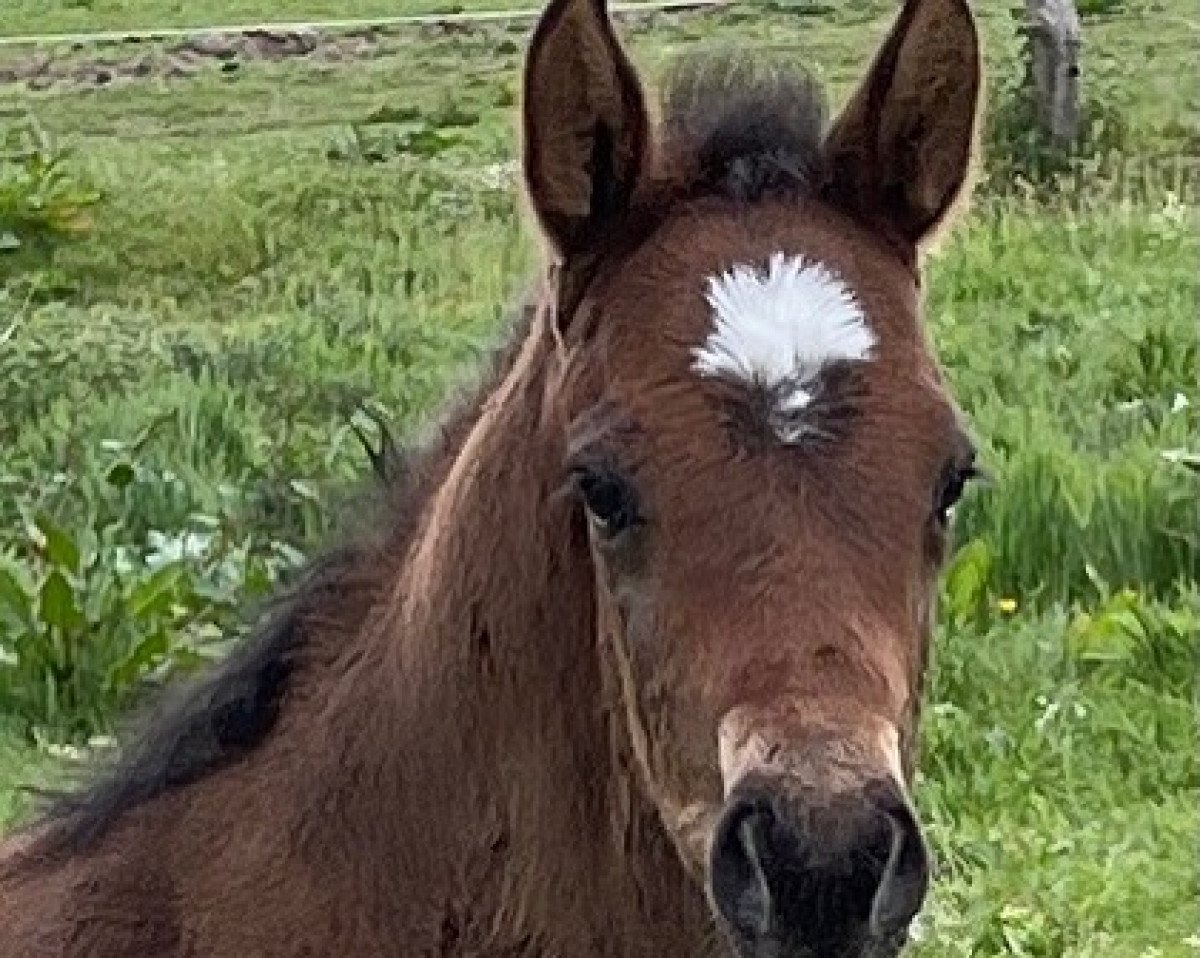 Deckhengst Cincinnus Z (Zangersheide Reitpferd, 2022, von Caballus Z)