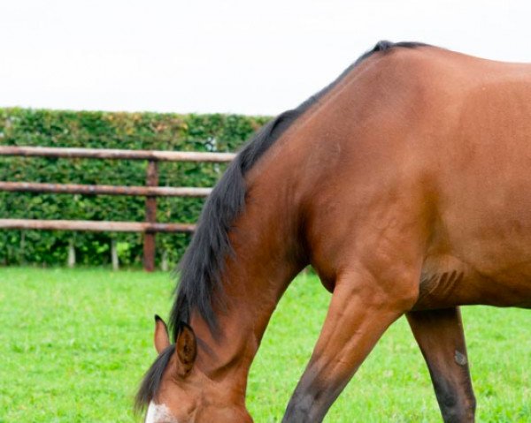 Pferd Dakota Gem (Selle Français, 2013, von Vagabond de la Pomme)