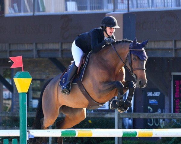 Springpferd Energy Gem (Selle Français, 2014, von Qlassic Bois Margot)