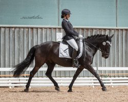dressage horse Ramon 369 (German Riding Pony, 2008)