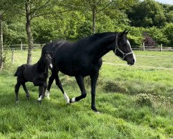 horse Bonbon (Hanoverian, 2016, from Bon Coeur)