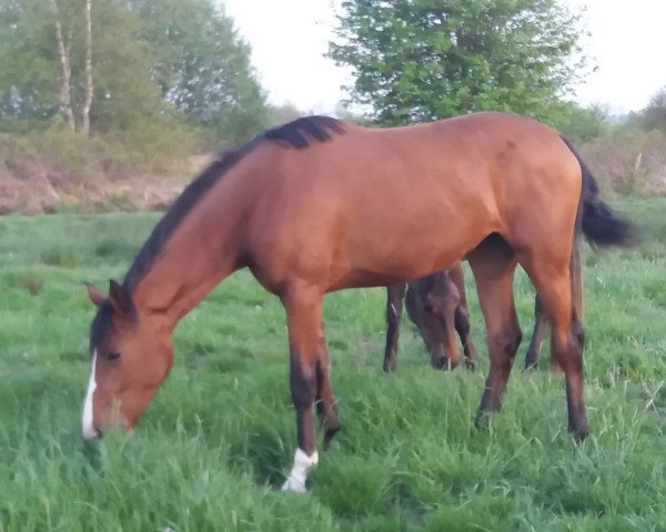jumper Action Lady HB (Hanoverian, 2018, from Action Blue)