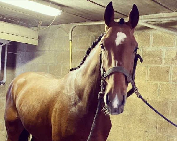 horse Rituals Haspe (Belgian Warmblood, 2017, from Dieu-Merci van T&L)